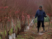 Hà Nội: Rét kỷ lục, nông dân Nhật Tân lo ủ ấm cho đào kịp phục vụ Tết Nguyên đán
