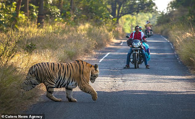 Con hổ nặng 250 kg ở khu bảo tồn hổ Tadoba Andhari, Ấn Độ. Ảnh: Caters News Agency