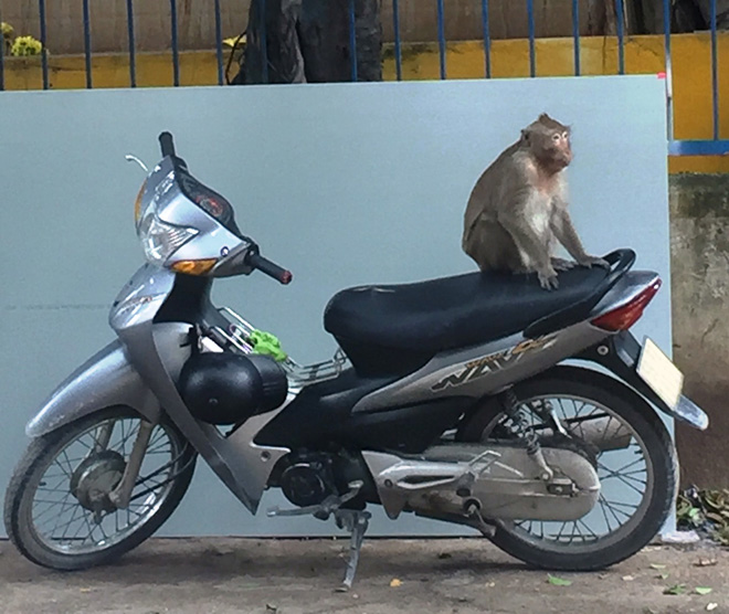 Đàn khỉ nghịch phá, trèo lên nóc nhà, chạy vào nhà trộm đồ ăn.