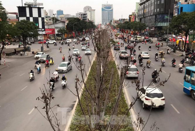 Sau 3 năm hàng phong trồng tại Hà Nội lá vẫn chưa đỏ