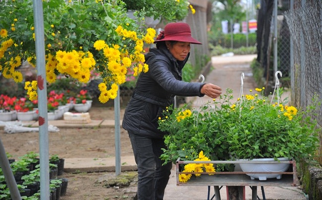 Mỗi chậu hoa có giá trung bình từ 50.000 đến 300.000 đồng, tùy loại