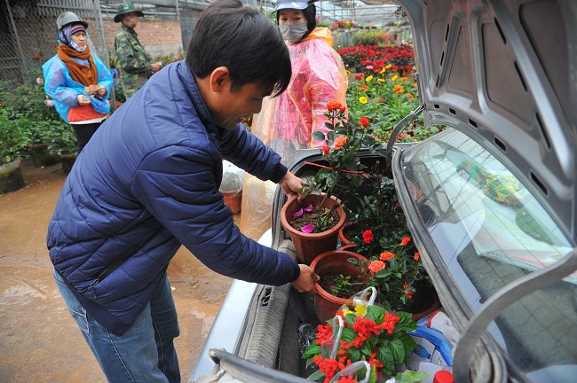 Nhiều khách lẻ cũng tìm về làng hoa chọn mua, chất đầy xe ô tô