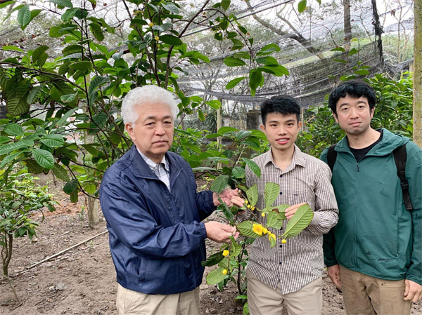 Giáo sư thực vật Minori Ogisu người Nhật sang nghiên cứu về cây trà hoa vàng tại Tam Đảo