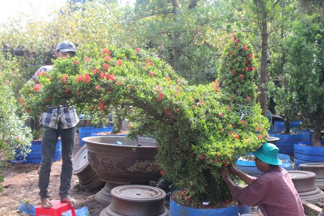 Kiểng bông trang thường bán cho các “đại gia” chơi và chưng tết. Cây bông trang có 2 nhóm như thân cây lớn, lá lớn và thân thấp nhỏ, lá nhỏ, bông nhỏ gồm các màu như đỏ, vàng, trắng, cam, tím.
