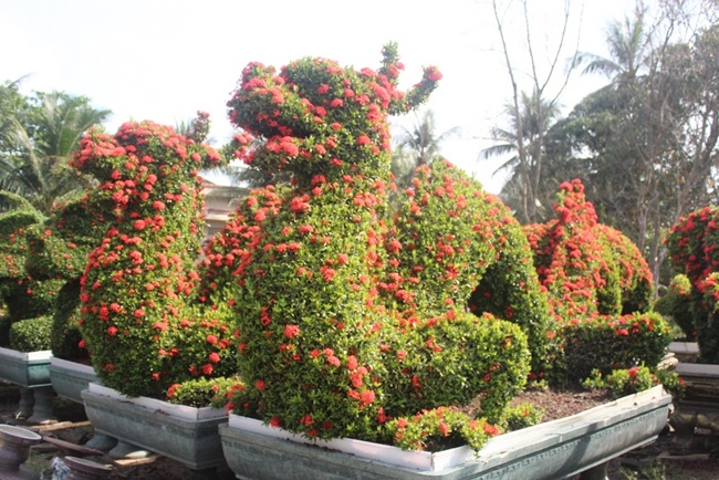 Tuy nhiên, cây bông trang lớn chậm nên muốn tạo hình cũng phải đợi 3-5 năm. Nếu tạo hình con thú có kích thước lớn thì phải từ&nbsp;13 – 15 năm tuổi trở lên mới làm được.
