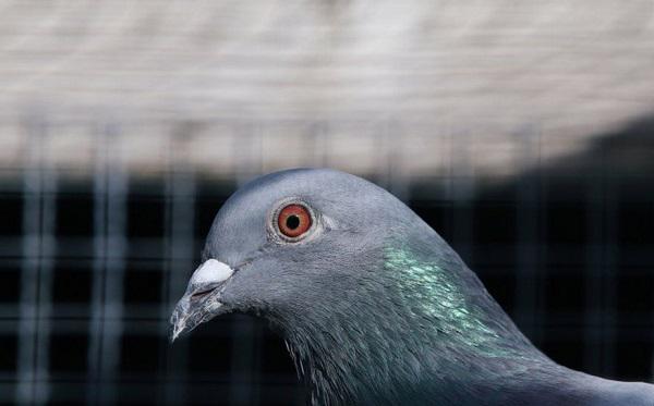 Vượt Thái Bình Dương đến Australia, một chú chim bồ câu Mỹ phải nhận án tử. Ảnh: Reuters