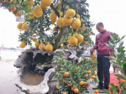 Tin tức trong ngày - Cây cảnh... lãnh đủ: Ma trận bonsai