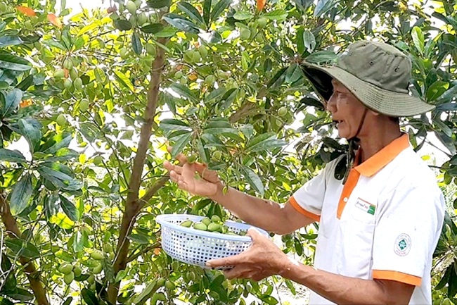 Cây cà na Thái được đánh giá dễ trồng, thậm chí không phải dùng thuốc trừ sâu, chỉ cần bón lót để cây tăng sức sống sau những lần cho trái.
