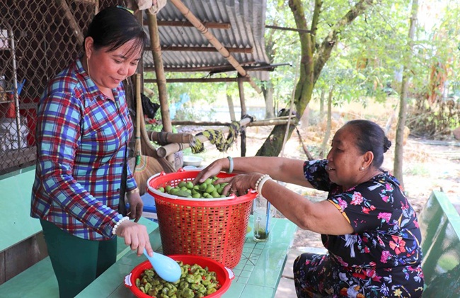 Ngoài bán quả,&nbsp;người trồng có thể chiết cành cà na rồi bán cho những người có nhu cầu trồng.
