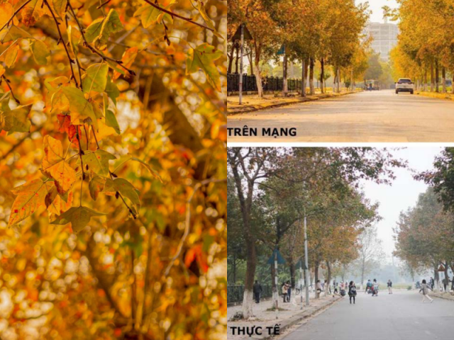 Du lịch - Con đường lá phong đỏ được mệnh danh “Seoul giữa lòng Hà Nội“: Ảnh thực tế khác xa!