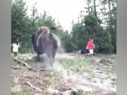 Media - Clip: Bò rừng Bison húc tung du khách lên trời