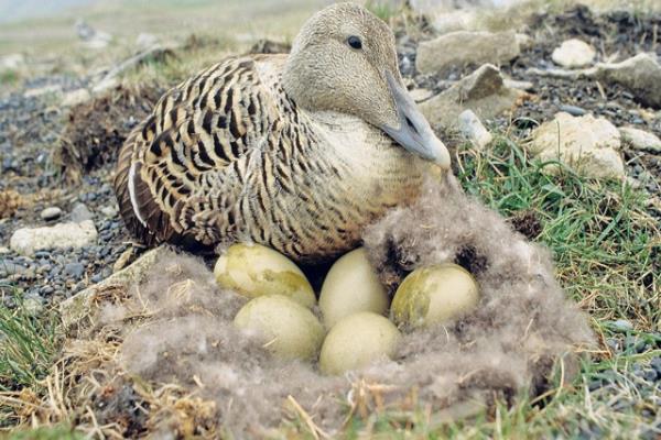 Chăn tránh rét của giới đại gia làm từ gì mà... nhẹ như không khí? - 4