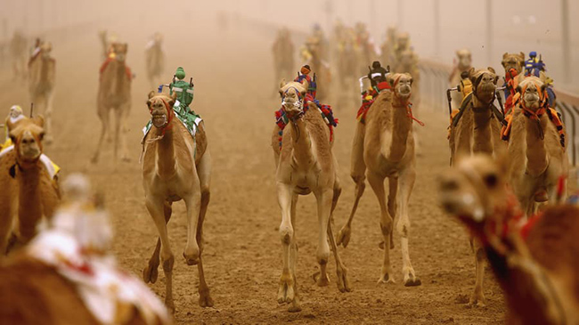 Đua lạc đà Al Marmoom (Dubai): Đua lạc đà là một trải nghiệm không thể bỏ qua ở Trung Đông và cuộc đua khó quên nhất có sự góp mặt của những chú rô bốt cưỡi lạc đà. 
