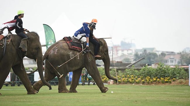 Polo voi tại Cúp Nhà vua (Thái Lan): Môn thể thao này không quá nguy hiểm mà lại rất ấn tượng và độc đáo nên du khách rất thích thú khi được thử trải nghiệm một lần.
