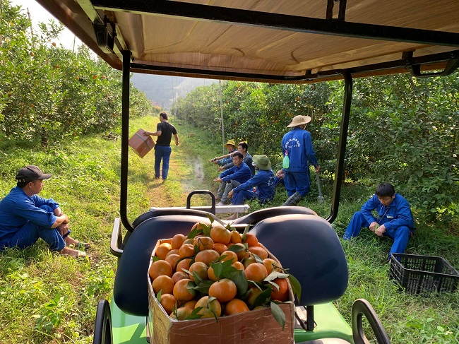 Nông trại được làm đường rộng đến từng khu vực để thuận tiện trong việc thu hoạch.