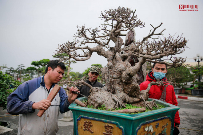 Tại đây, nhiều nghệ nhân cũng trình diễn cách chăm sóc và tạo dáng bonsai.