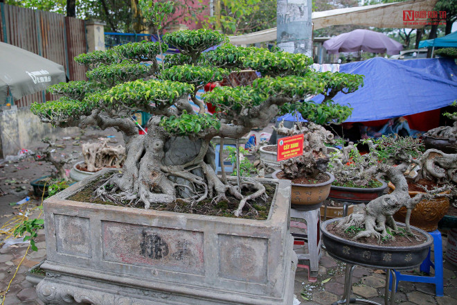 Bên cạnh đó, giá trị bonsai cũng nằm ở chậu cây. Điển hình như chậu cây này có tuổi đời khoảng 73 năm, và chỉ tính riêng tiền chậu đã 16 triệu đồng. Nhiều tác phẩm được trưng bày và được định giá lên đến hàng trăm triệu đồng.