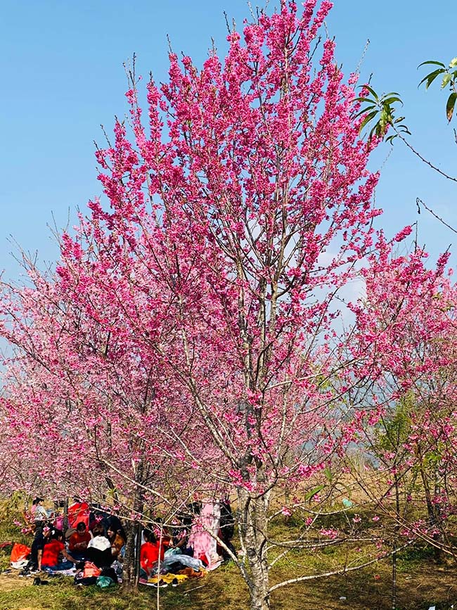 Picnic dưới tán anh đào