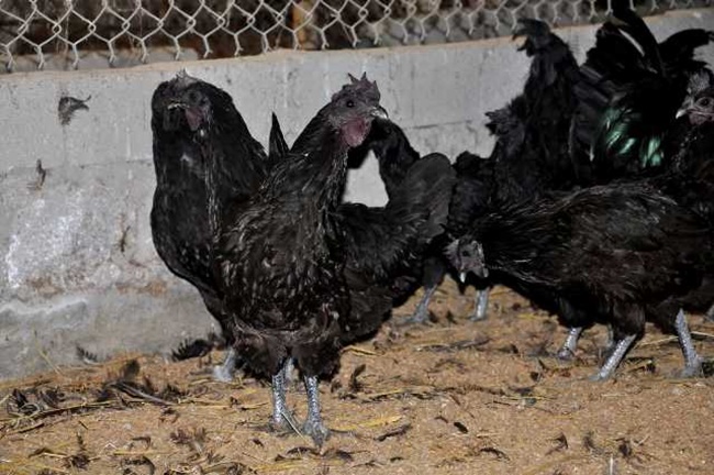 Trên thế giới có loại gà Armani đen từ ngoài đến trong nội tạng, ở Việt Nam cũng có loại gà đặc biệt kiểu như vậy với chất lượng thịt thơm ngon, nổi tiếng.
