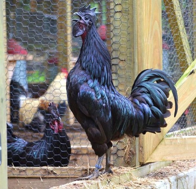 Vào dịp Tết, giá bán một cặp gà đen H'Mông lên đến 1 triệu đồng.
