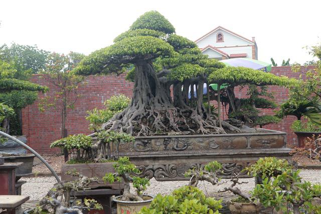 Cây sanh cổ&nbsp; “Vân vũ quần tùng” .