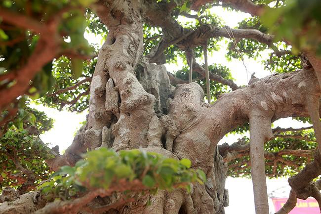 Tác phẩm “Thụ lâm bồng thạch” vừa đoạt giải vàng tại Festival sản phẩm Nông nghiệp và làng nghề Hà Nội – lần thứ nhất 2019. Ảnh: Dân Việt.