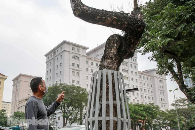 Từ ngày dịch vào trong cây bắt đầu héo úa, thời điểm dịch chuyển nắng nóng nên cây nhanh chết hơn. Lúc đấy không có ai chăm sóc, sau đó có chữa thì cũng không kịp. Để trồng một cây to như này không hề dễ, hơn nữa nó còn có giá trị mà để chết thì thật phí", ông L.T.H (Cầu Giấy, Hà Nội) cho biết.