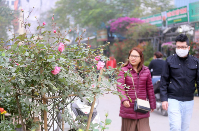 Nhiều người dân không khỏi thích thú, ngạc nhiên khi di chuyển qua khu vực bày bán các loại hoa hồng.