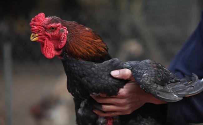 Riêng những con gà trống có tướng đẹp, chân to, oai vệ có giá lên tới 5-6 triệu đồng/con.
