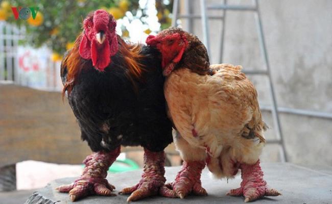 Với những con gà “cực phẩm”, người nuôi gà thậm chí phải tuyển chọn giữa hàng trăm tới hàng nghìn con mới lựa được một con.
