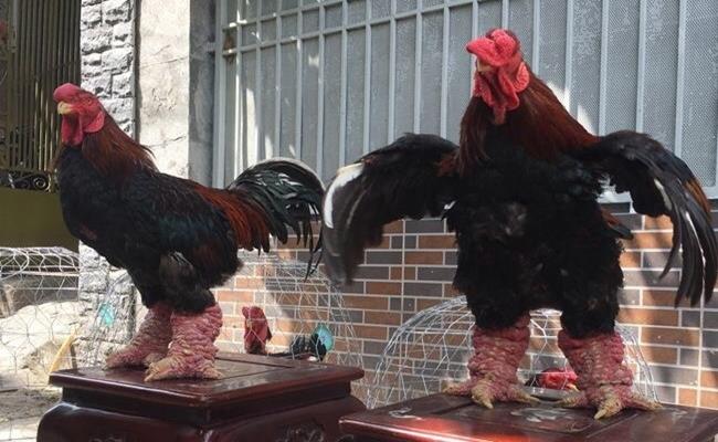 Loài gà này là “đặc sản” của huyện Khoái Châu, tỉnh Hưng Yên, trước đây thường được dùng để cúng tế hội hè hoặc tiến Vua. Ngày nay, gà Đông Tảo đã trở thành đặc sản đắt tiền chỉ dành cho giới nhà giàu.
