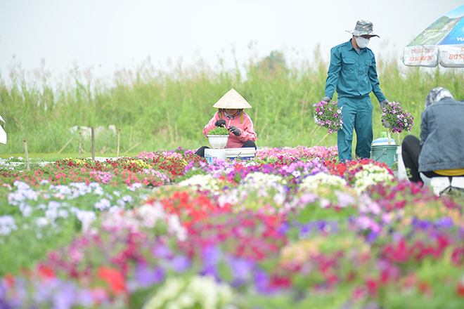 Còn gần 20 ngày nữa là đến Tết Nguyên đán Tân Sửu 2021, dòng người trên đường phố cũng hối hả những ngày cuối năm. Tại các ruộng hoa ở ngoại ô TP.HCM, nông dân cũng đang tất bật chăm sóc hoa Tết.