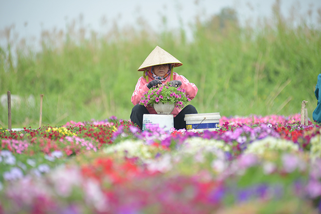 Bà Nguyễn Thị Phượng cũng gắn bó gần 20 năm với nghề trồng hoa cho biết, năm nay bà trồng 7.000 chậu hoa các loại. Hiện tại ruộng hoa của bà Phượng đã có một số thương lái đến coi hoa.