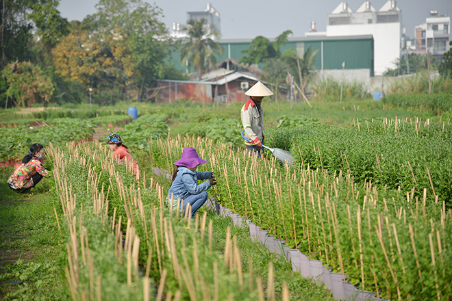 “Đây là giai đoạn quyết định nên phải ăn ngủ cùng hoa. Một ngày phải tưới nước 2 lần. Làm cỏ thì không cần nhưng tưới nước và bón phân phải đảm bảo. Đối với những cây hoa nụ còn nhỏ thì bón phân mạnh hơn, còn những hoa sắp bung nụ thì giảm đi”, chị Lan chia sẻ.