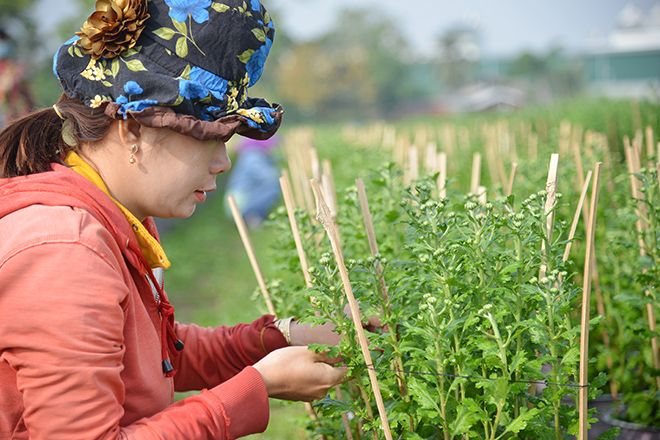 &nbsp;Để hoa bung nở đúng thời điểm Tết Nguyên đán Tân Sửu, các chủ ruộng hoa thuê người làm và túc trực 24/24 trên cánh đồng hoa đề phòng thời tiết thay đổi bất ngờ.