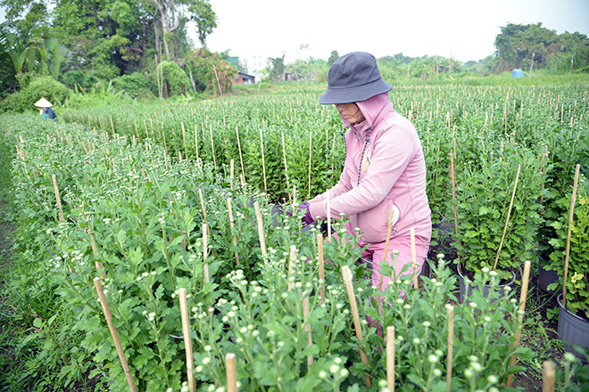 &nbsp;Nhiều hộ nông dân đã đầu tư hàng trăm triệu đồng để trồng hoa Tết. Theo những người nông dân, họ chấp nhận đánh cược “canh bạc” lớn cho mùa Tết năm nay để vớt vát lại những gì đã mất trong dịp Tết năm trước. Trong ảnh là người dân đang tỉa hoa cúc.