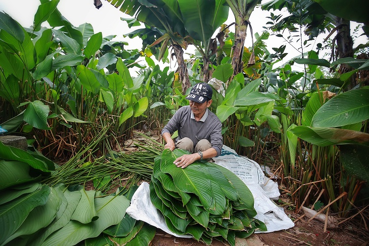 Theo chú Thanh Lộc, người trồng lá dong ở Tràng Cát: “Giá một bó là dong dao động từ 80.000đ – 100.000đ/ một bó 100 tàu lá, tùy loại to nhỏ khác nhau. Mức giá này tăng nhẹ so với năm ngoái, tuy nhiên tăng không đáng kể.”