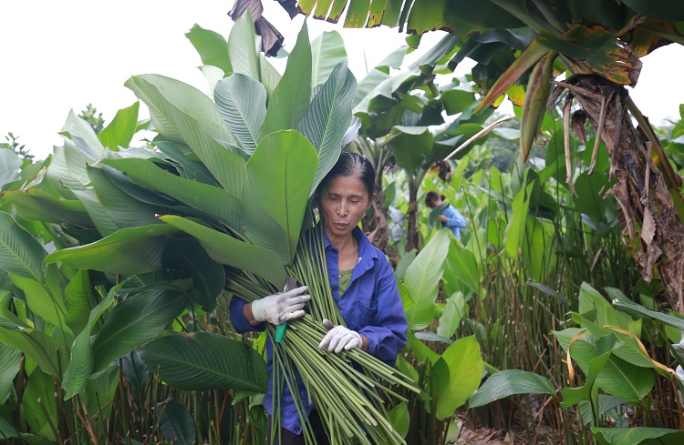 Nông dân trồng lá dong ở làng Tràng Cát thường bắt đầu thu hoạch từ mùng 8 – 25 tháng chạp âm lịch.