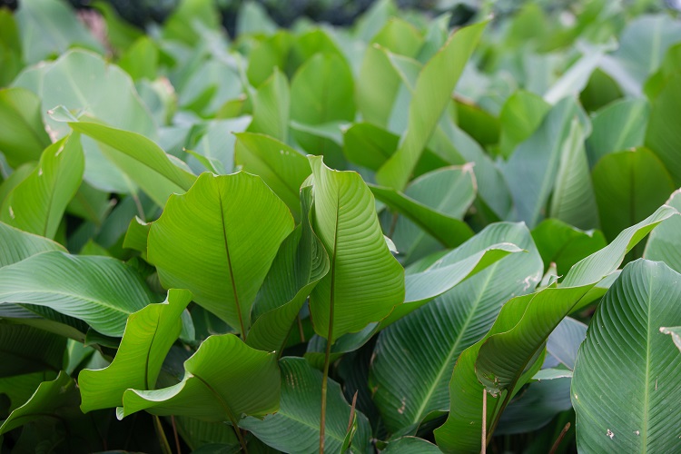 Lá dong thôn Tràng Cát là đầu mối cung cấp cho nhiều tỉnh thành ở miền Bắc. Cô Thanh cho biết, có nhiều nơi trồng lá dong song lá dong ở thôn này vẫn nổi tiếng và được ưa chuộng nhất.