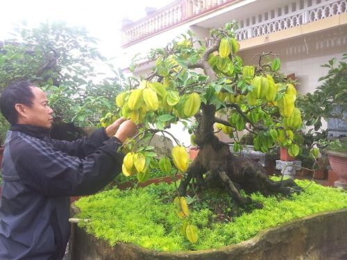 Trước đó có cây khế&nbsp;bonsai cổ sai trĩu quả được một hộ dân ở Thái Bình chào bán với giá 60 triệu đồng đã khiến giới mê cây cảnh xôn xao.