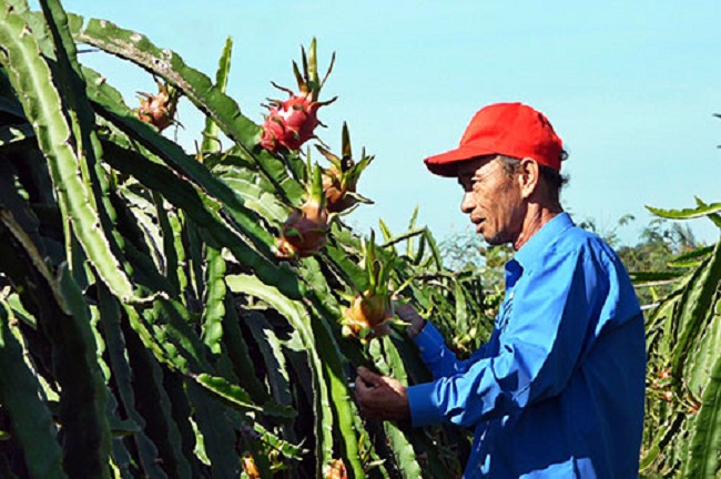 Nhiều hộ gia đình gặp khó, đối diện tình trạng thua lỗ do giá rớt thảm