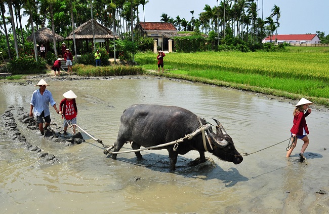 Hình ảnh con trâu đi trước, cái cày đi sau đã thu hút hàng nghìn lượt khách trong nước và quốc tế đến Hội An trải nghiệm.&nbsp;(Ảnh: Jack Trần).