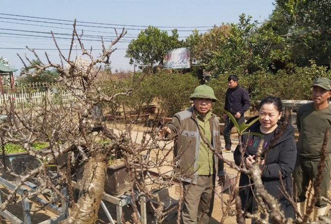 Một số khách hàng đến đặt thuê đào Thất Thốn của nghệ nhân Lê Hàm. Ảnh: Võ Hóa