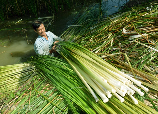 Theo đánh giá của Phòng Nông nghiệp và Phát triển nông thôn huyện Cái Nước ở Cà Mau, việc trồng bồn bồn đem lại thu nhập khá cho người dân, với khoảng 100–120 triệu đồng/ha/năm.&nbsp;
