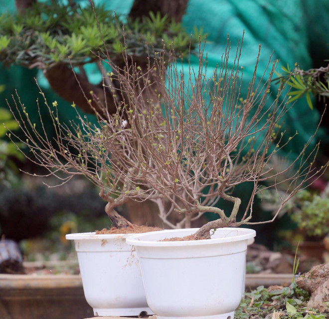 Những chậu bonsai nhất chi mai được chào bán với giá chỉ trên 200.000 đồng.