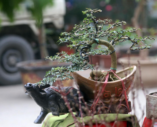 Linh vật trâu nước được đưa lên các tác phẩm bonsai dịp Tết cổ truyền.