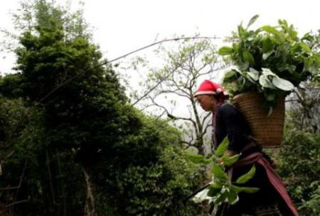 Mỗi loại lá rừngđều được lựa chọn rất nghiêm ngặt để chế biến món lẩu lá rừng