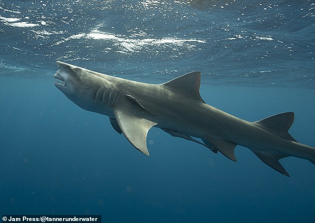 Con cá mập chanh dài hơn 9 mét được cho là có khuôn mặt giống ông Trump (ảnh: Daily Mail)