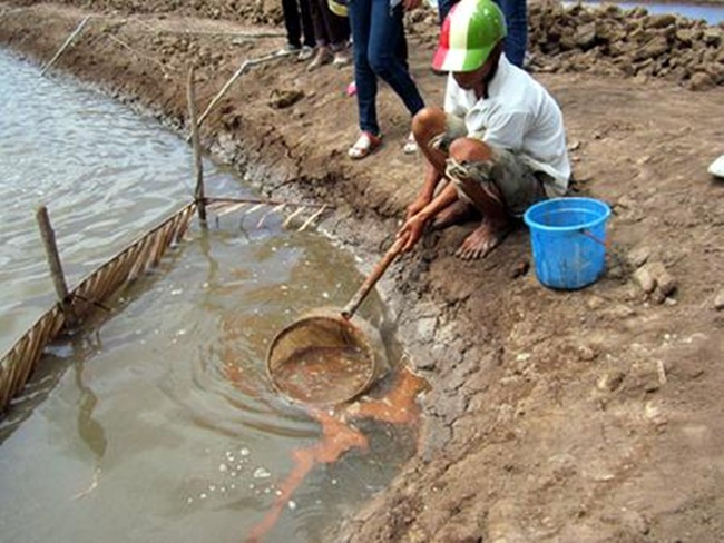 Khoảng 25 ngày sau khi bắt đầu nuôi, artemia đã cho thu hoạch. Đất Vĩnh Châu, Sóc Trăng được đánh giá là nơi có chất lượng trứng artemia tốt bậc nhất.
