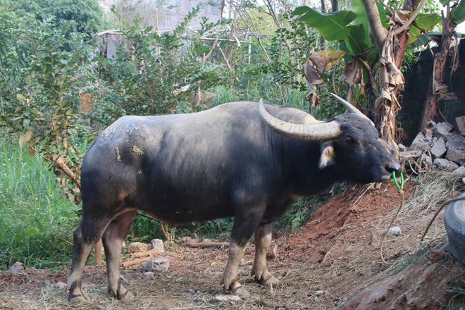 “Ông trâu” của gia đình anh Đức có trọng lượng khoảng 700 kg, bé nhất trong số trâu chọi.